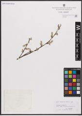 Foto von Salix cantabrica Rech. f.